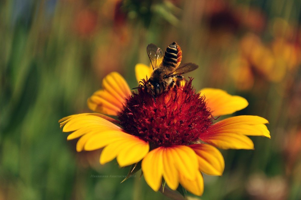 Пчела в угрожающей позе - Анастасия Никашина