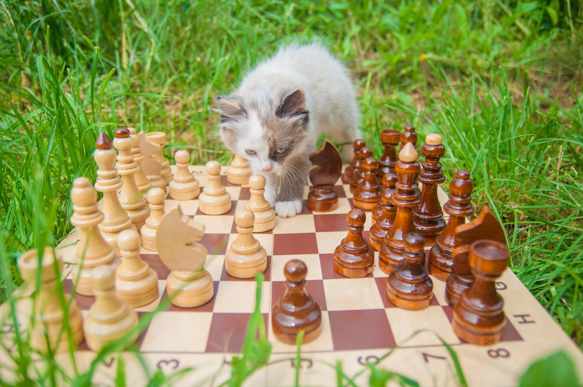 Шахматная партия - Светлана 