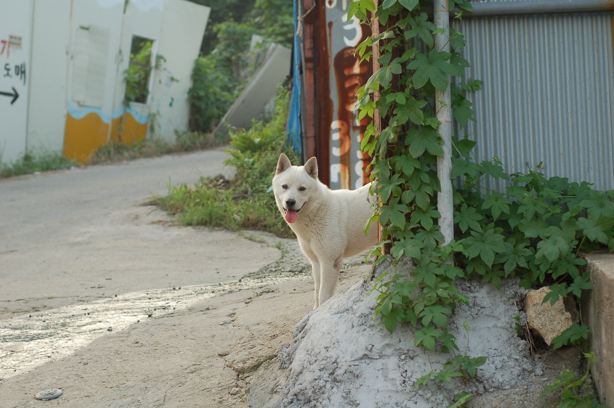 white dog^^ - ruth kan