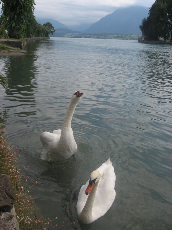 признание в любви....  (озеро в г.Тун, Швейцария) - Дмитрий Родышевцев