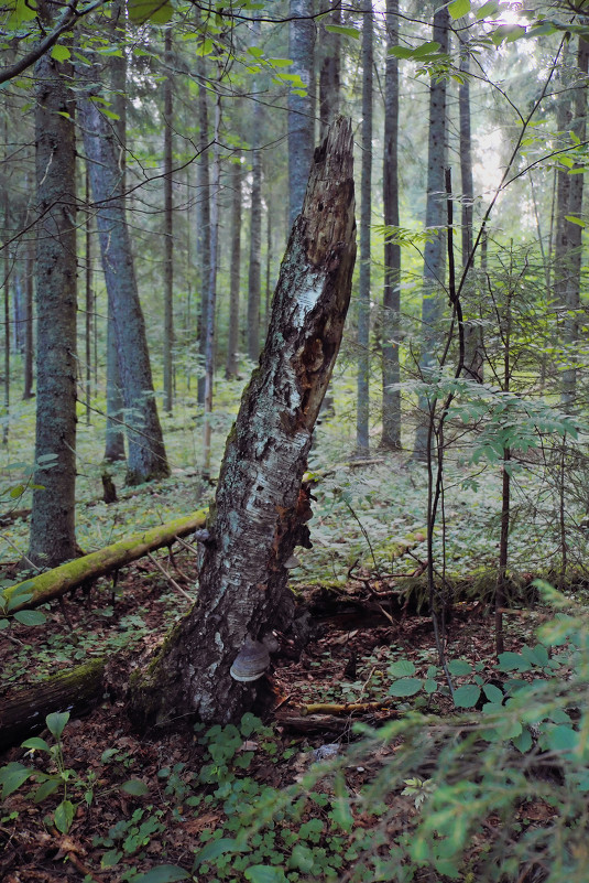 Старый лес - Андрей Черемисов