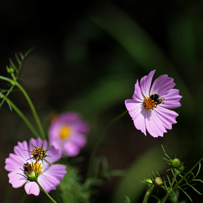 пчелка на цветке - Валерий Валвиз