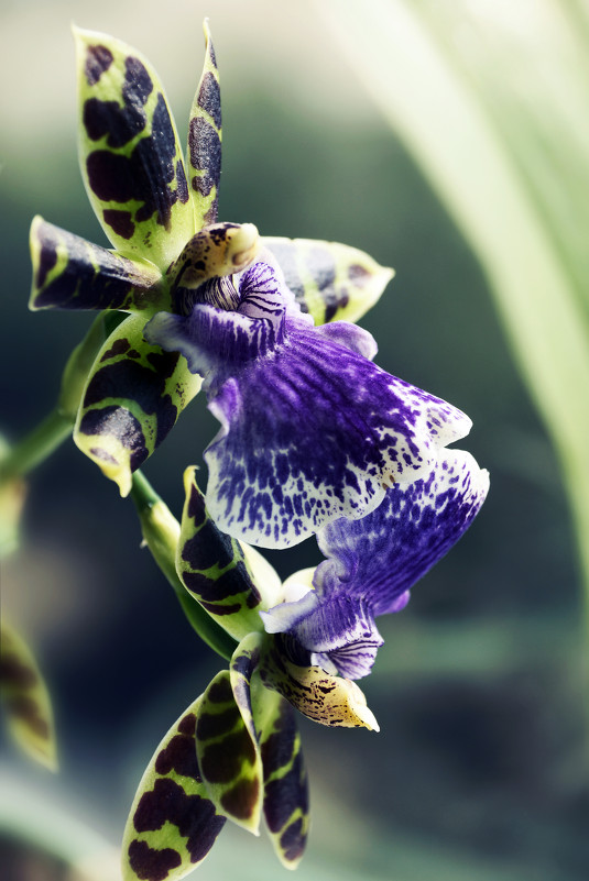 дикая орхидея - Анастасия T