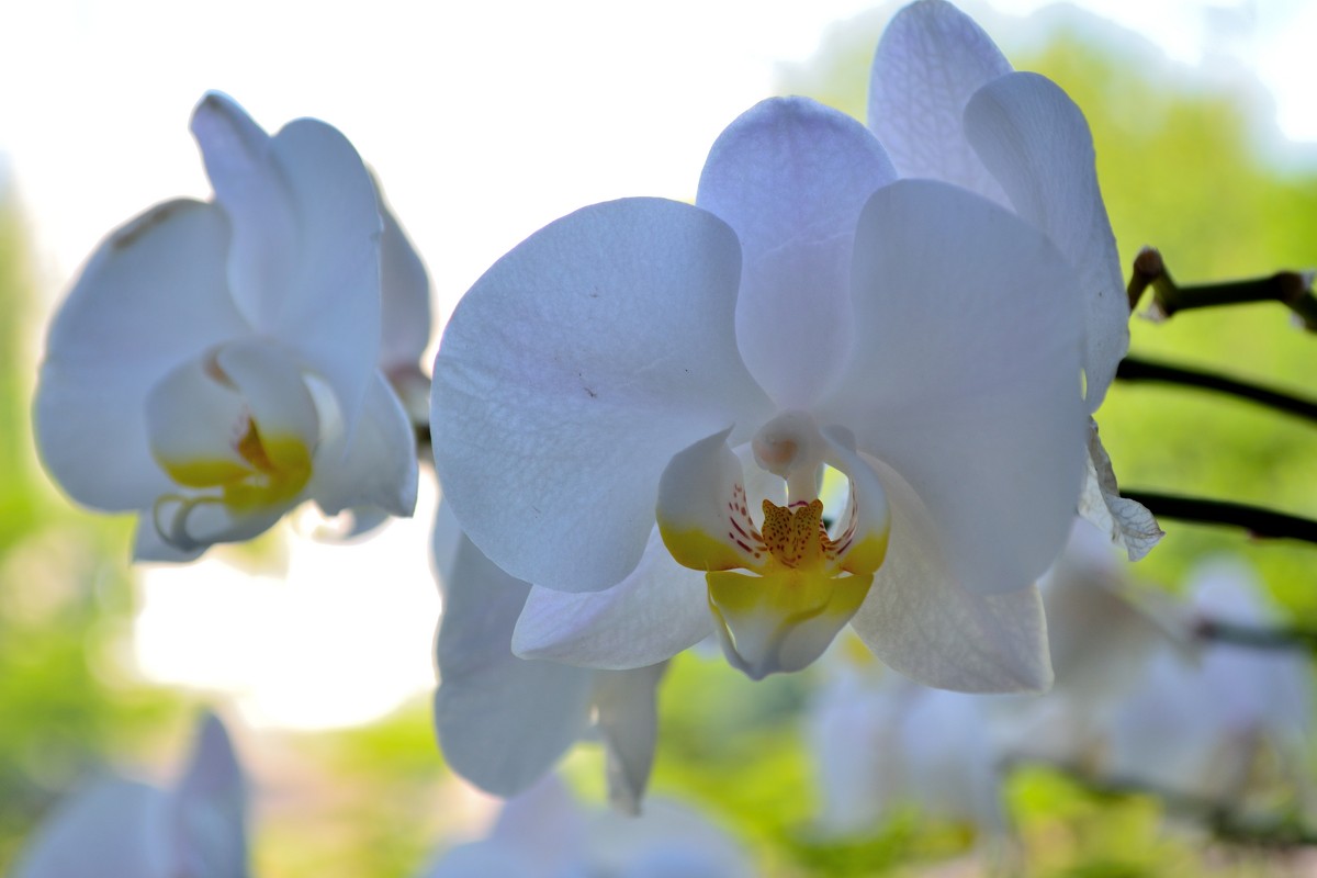 орхидея - Vasyl xaos