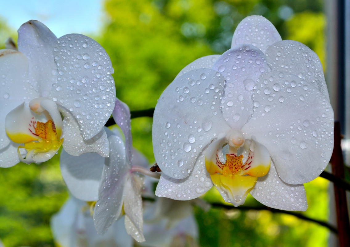 орхидея - Vasyl xaos