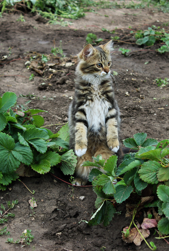 котик пародирует суслика - Аня 