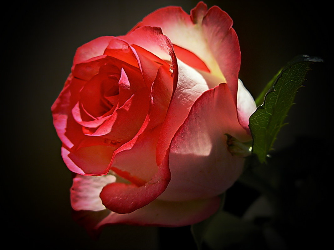 Сияние розы - Любовь Чунарёва