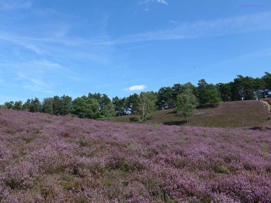 Fischbeker Heide. Hamburg - Nina Yudicheva