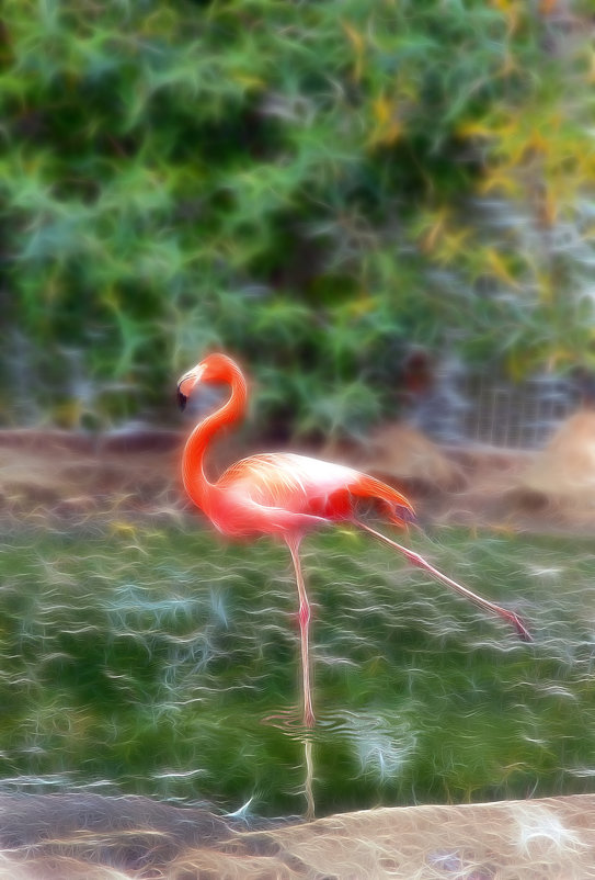 Фламинго - nakip1 