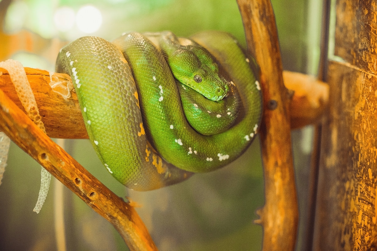 Зелёный питон (Green Tree Python) - Олеся Вагизова