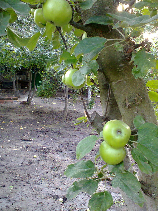 Яблочный спас -19 августа - Варвара 