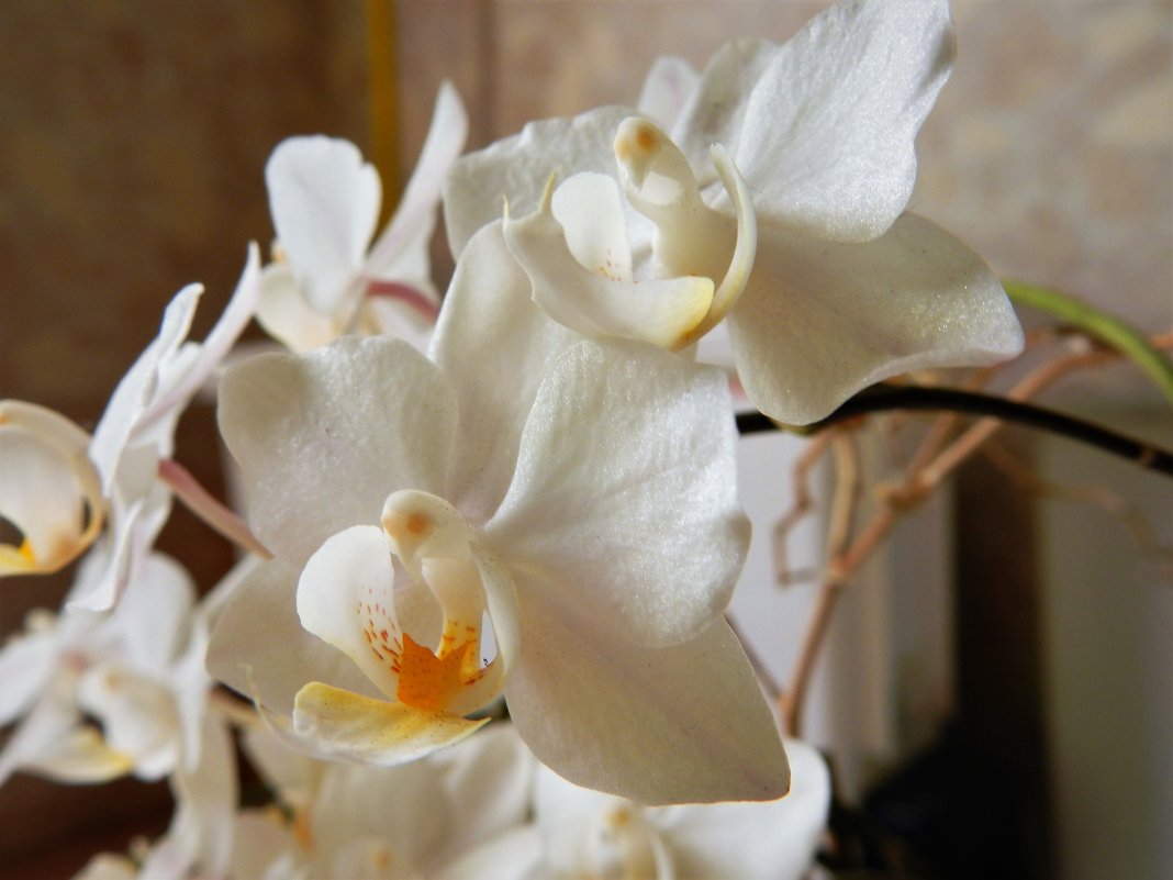 Орхидея - Елена 