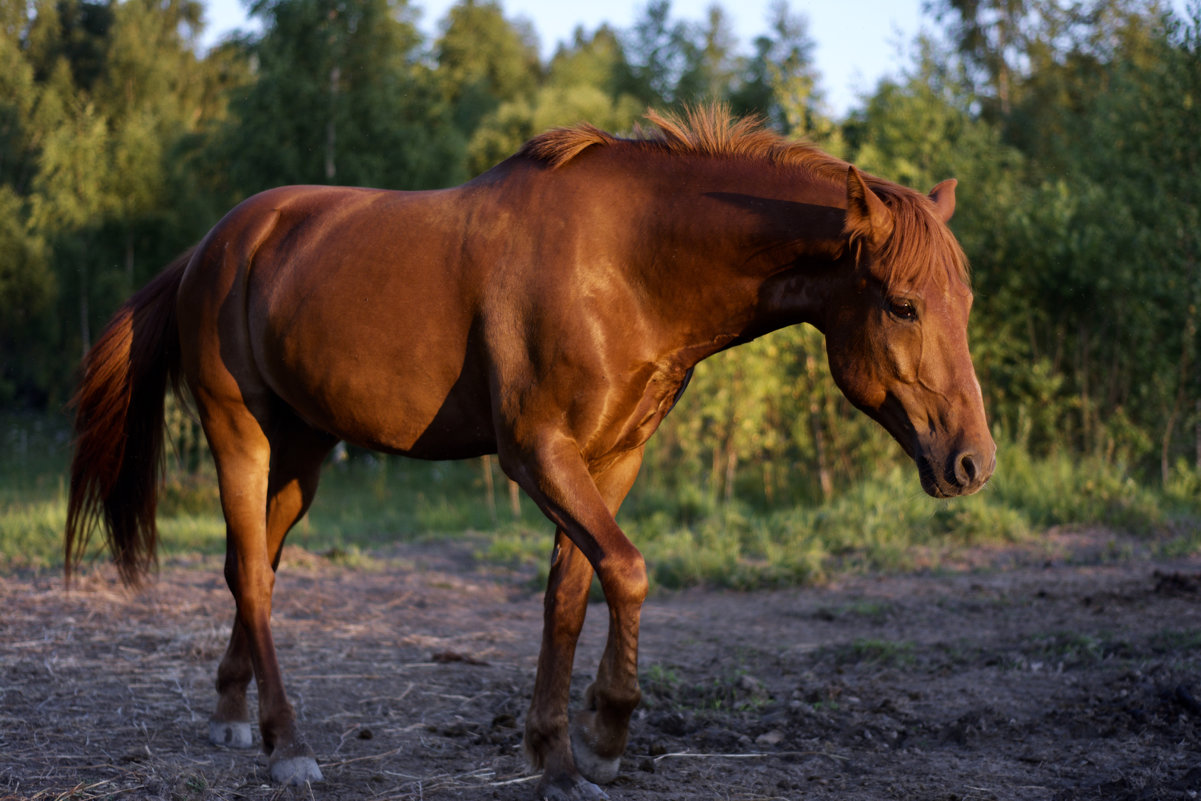 Red gelding - Александр Громыко