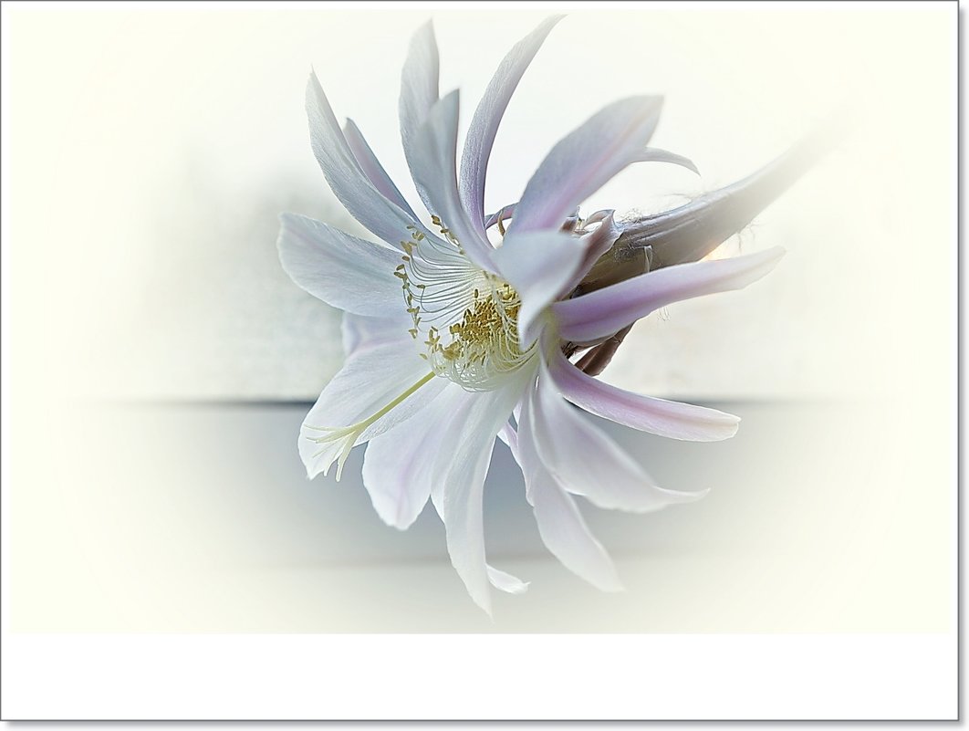 Цветок эхинопсиса - Любовь Чунарёва