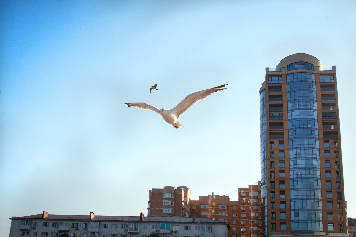 чайка над городом - Фотограф Наталья Рудич Новацкая
