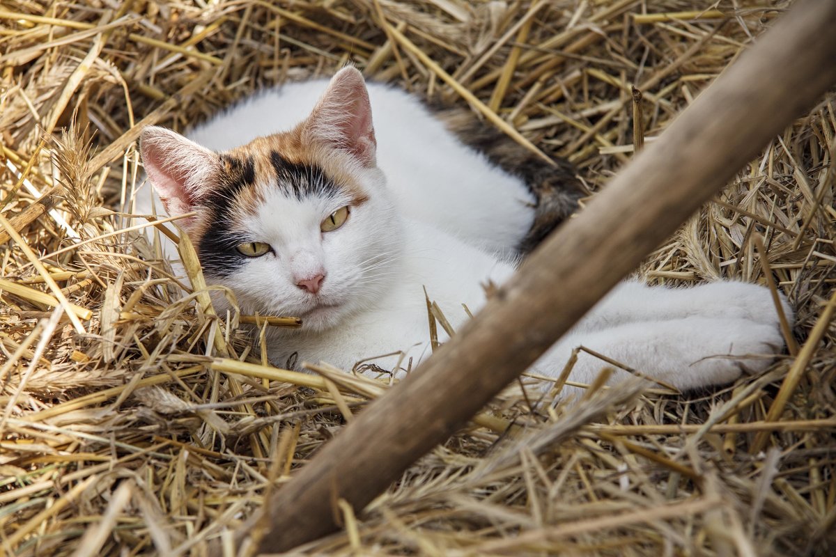 We sleep in the hay - Евгений Улащик