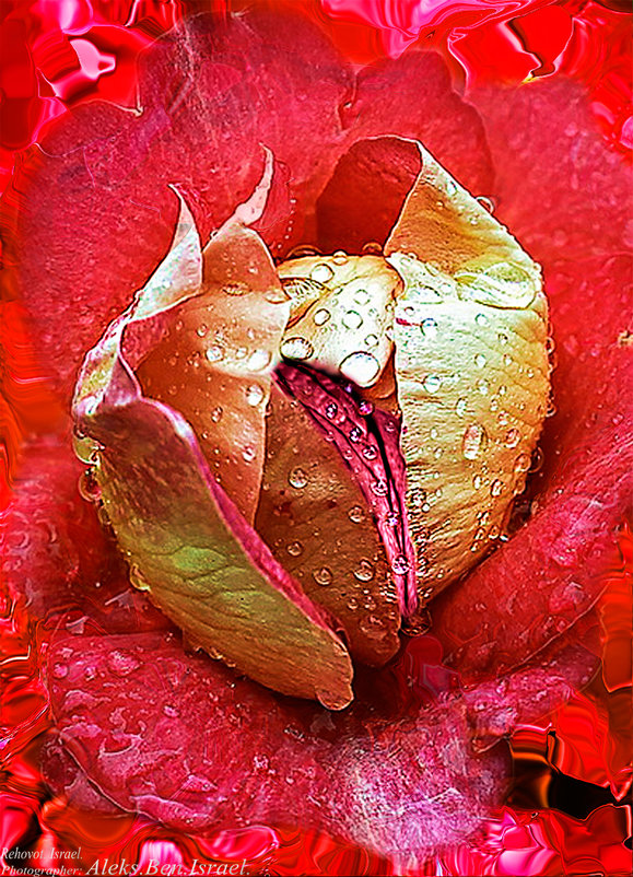 Цветок Любви:  "Бутон Розы" - Aleks Ben Israel