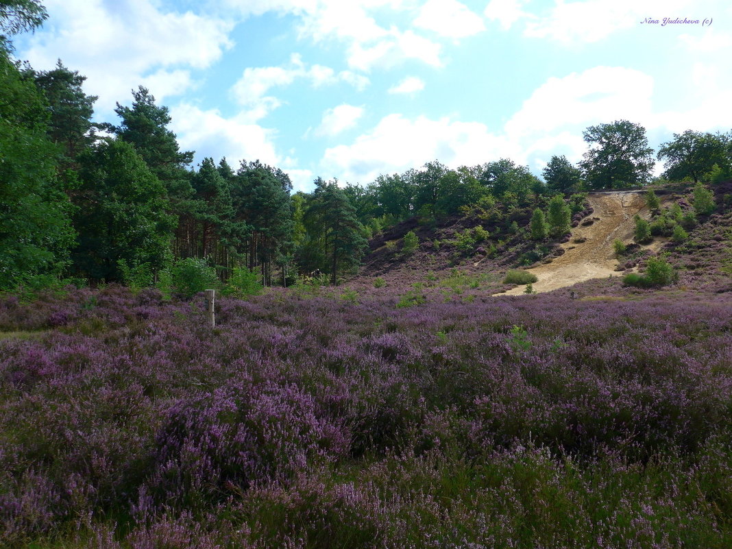 Fischbeker Heide - Nina Yudicheva