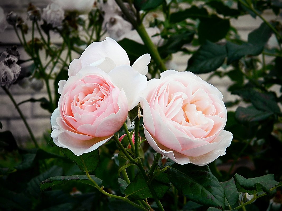 Две улыбчивые розы - Александр Бурилов