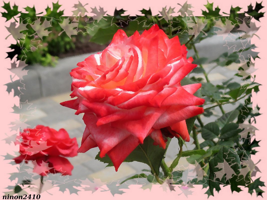 Королева цветов - роза - Нина Бутко