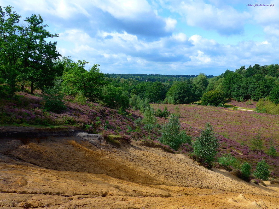 Fischbeker Heide - Nina Yudicheva