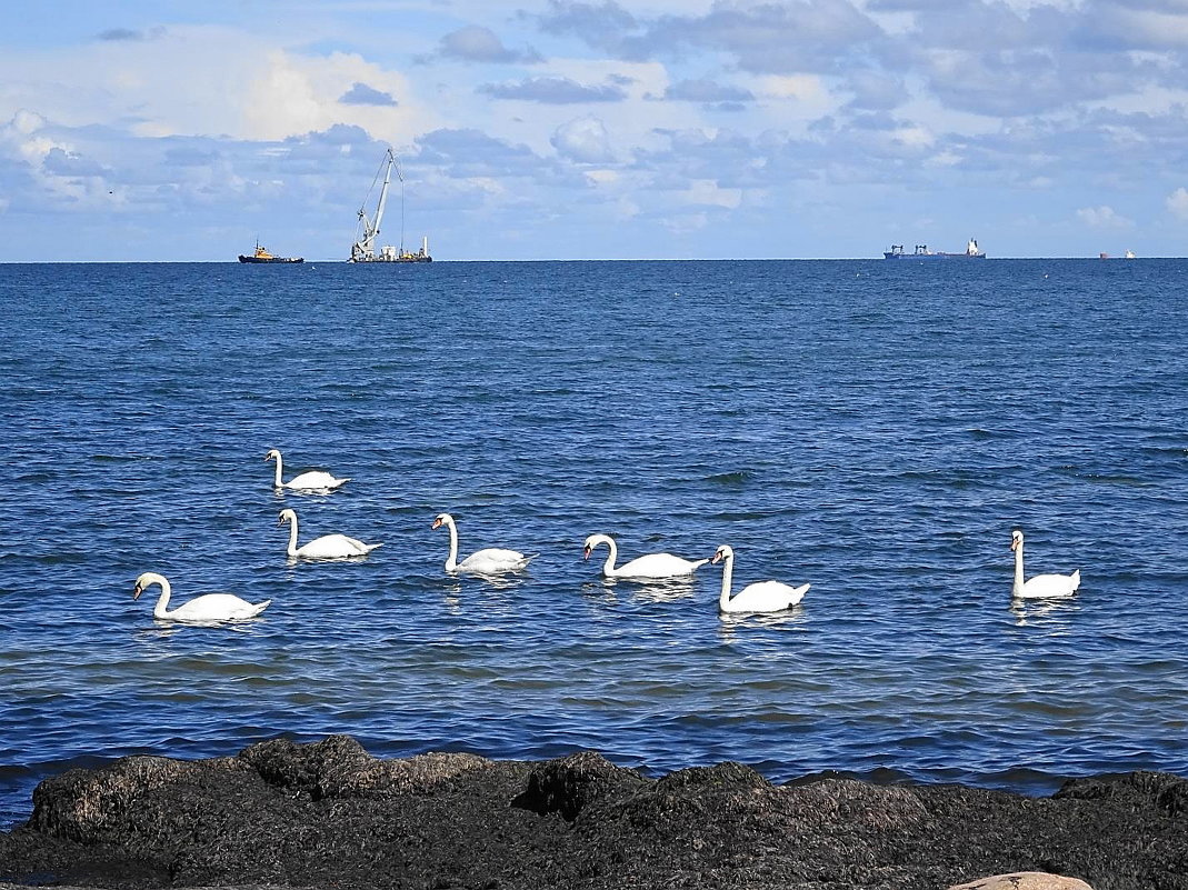 Лебеди на море - Маргарита Батырева