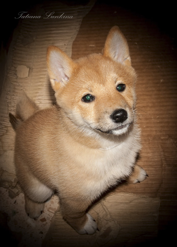 Shiba-Inu - Tatiana 