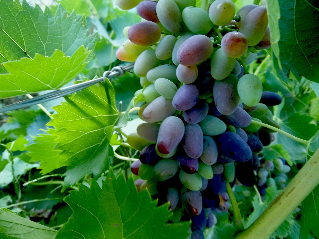 Урожай винограда - Татьяна Королёва
