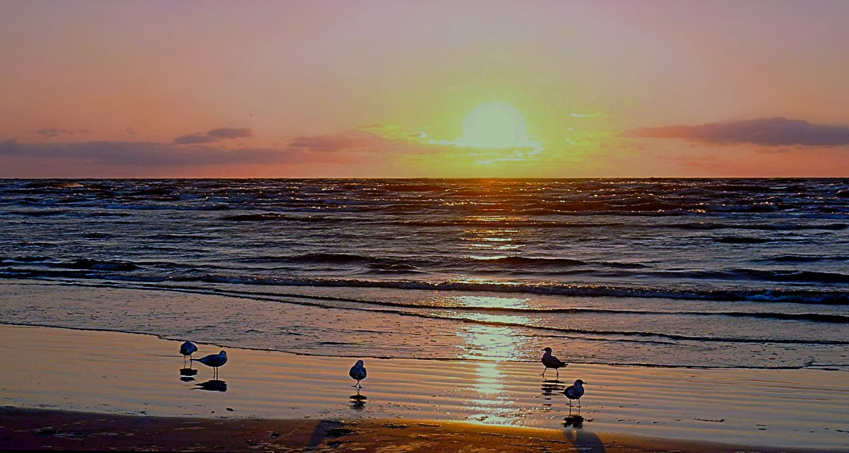 Чайки на берегу вечернего моря - Михаил Новиков