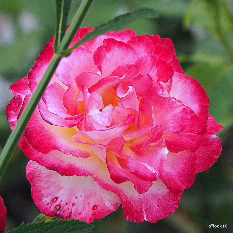 изысканная красота цветка - Олег Лукьянов