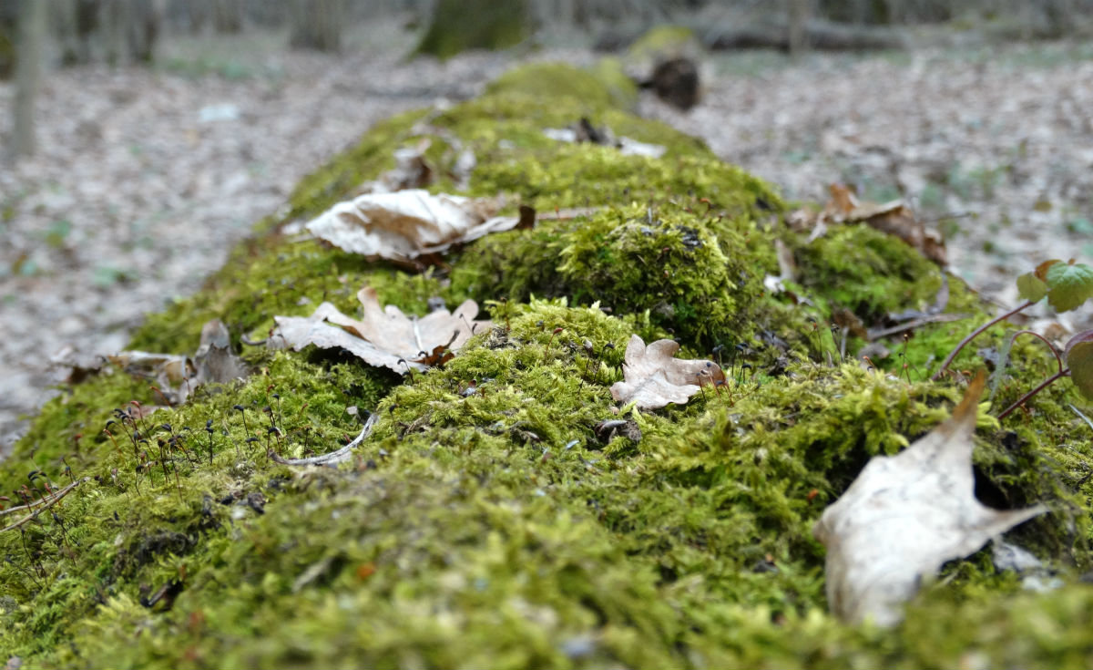 Макро - Павел WoodHobby