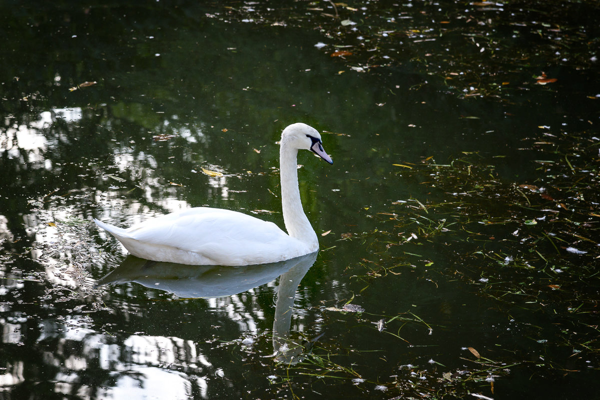 Белый лебедь на пруду..... - Геннадий Оробей