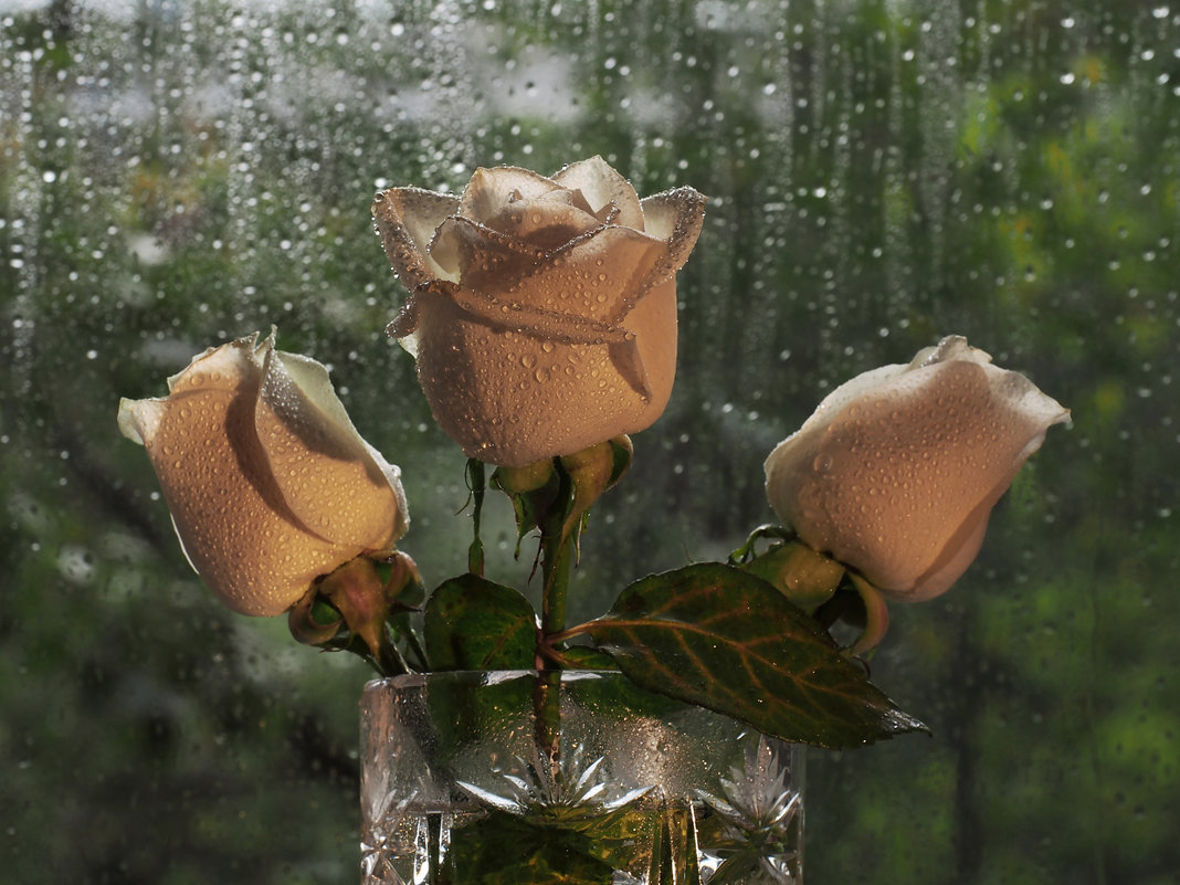 Плачут розы на окне... - Александр Попов