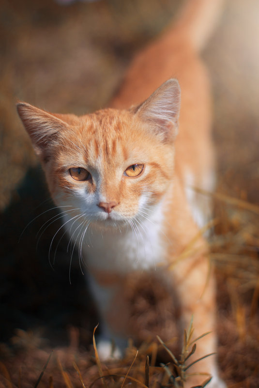 Кот с янтарными глазами - Елена Дорогина