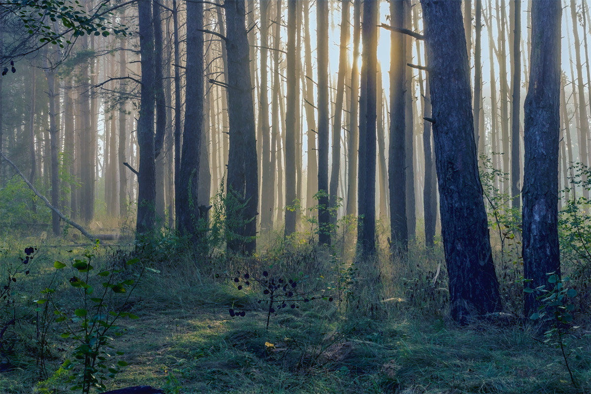 Туман в лесу - Юрий Стародубцев