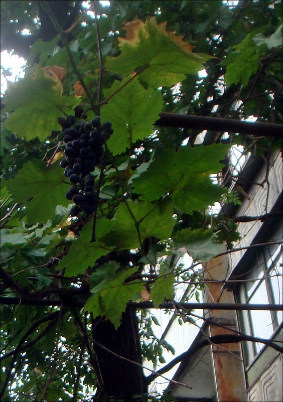 Созрел виноград у соседнего подъезда... - Нина Корешкова