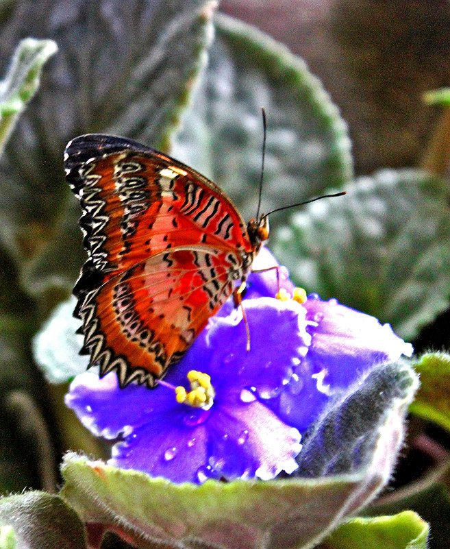 В доме тропических бабочек - Светлана 
