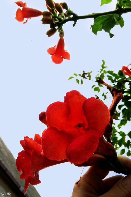 Эстафетацвета. Оранжевый втрник - Цветы - Наталья (ShadeNataly) Мельник