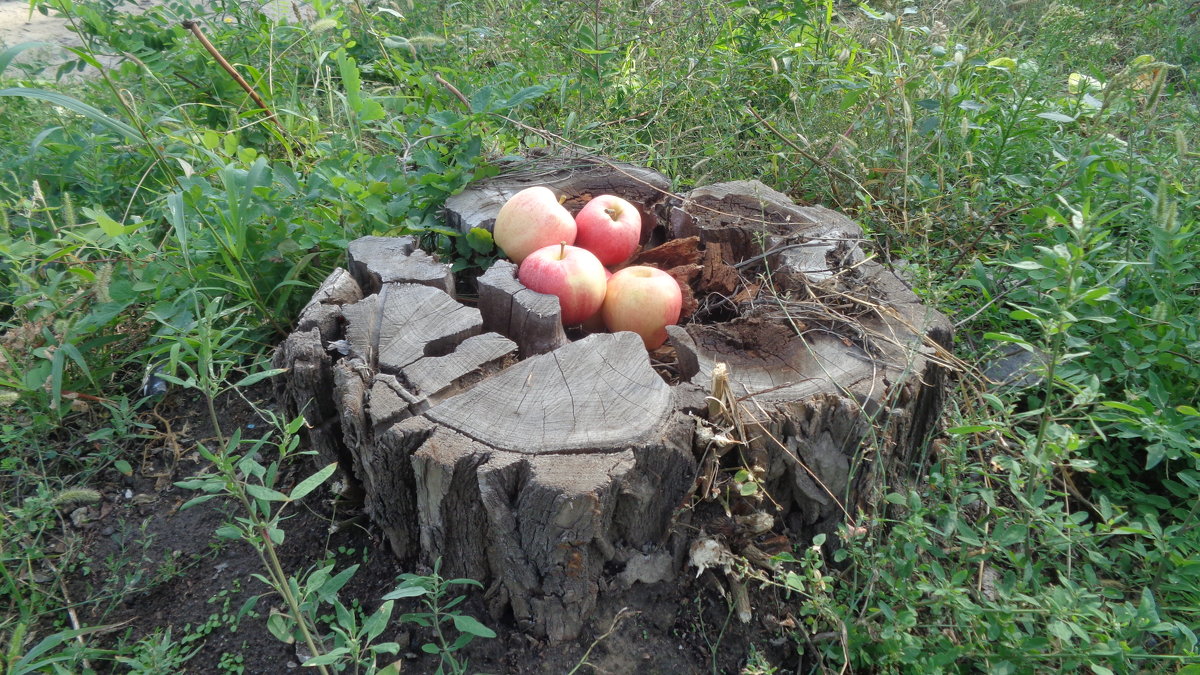 Корзинка яблок в виде гнезда Жар-птицы, которая откладывает вместо яиц яблоки!... - Алекс Аро Аро