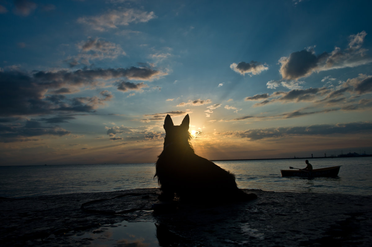 Собака и море - Евгений Михайленко