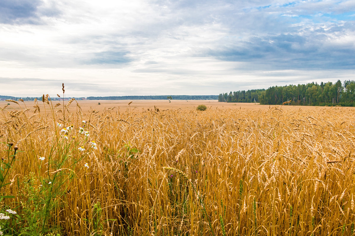 Фото Про Поле