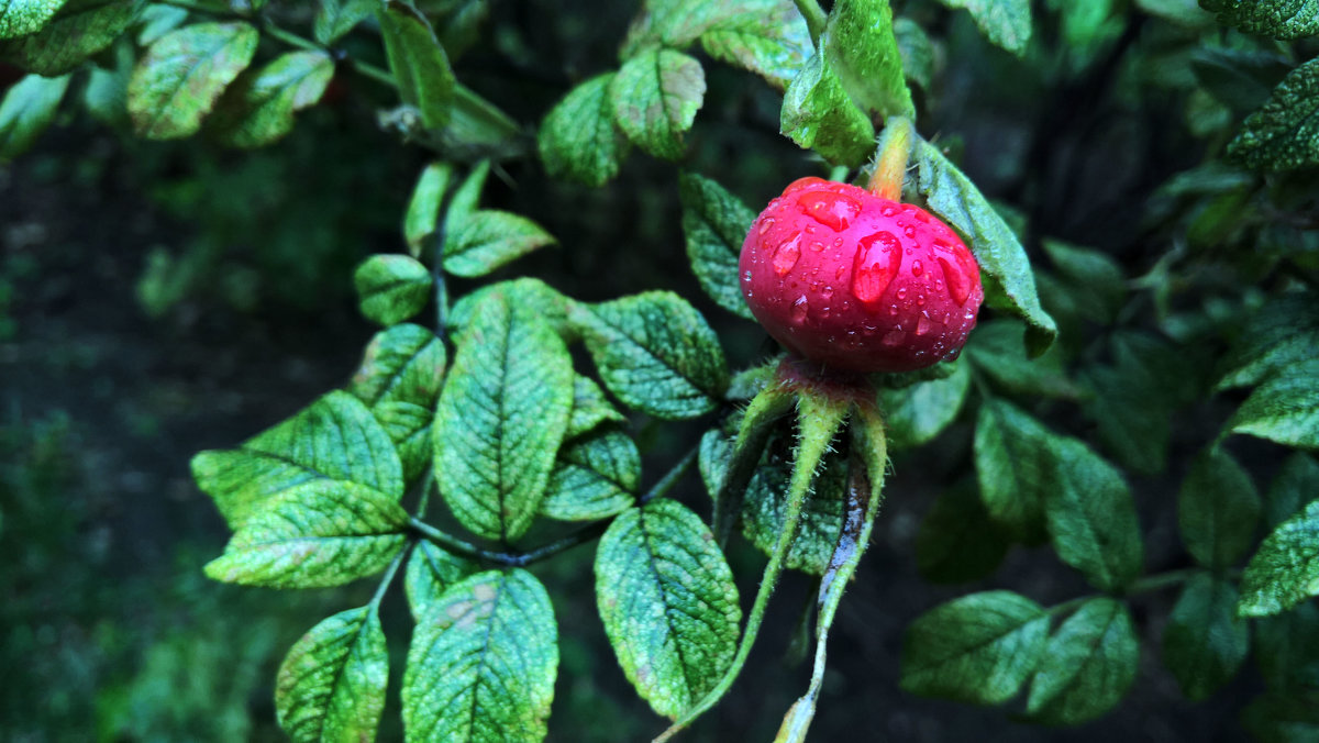 Сочная ягода шиповника - Forrest 