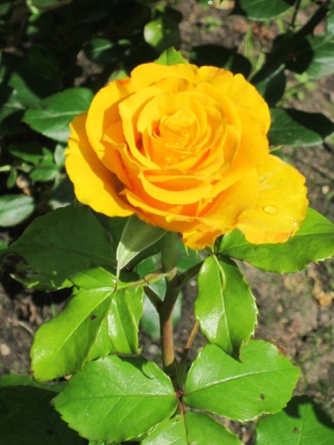 Жёлтая роза - Дмитрий Никитин