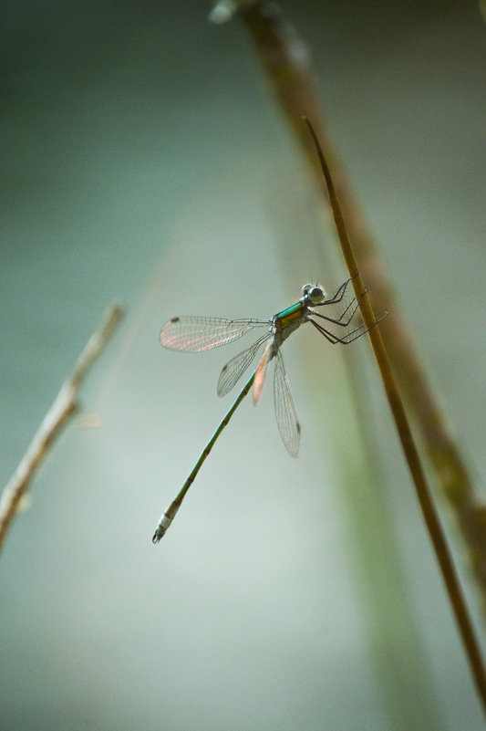 dragonfly - true fake 