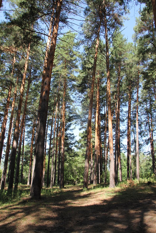 Дорожка - Олег Афанасьевич Сергеев