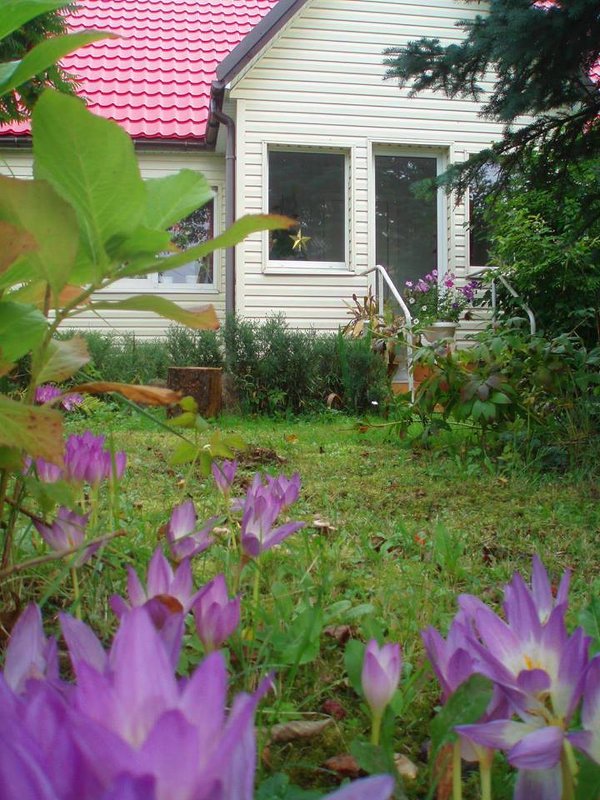 Colchicum autumnale - silvestras gaiziunas gaiziunas