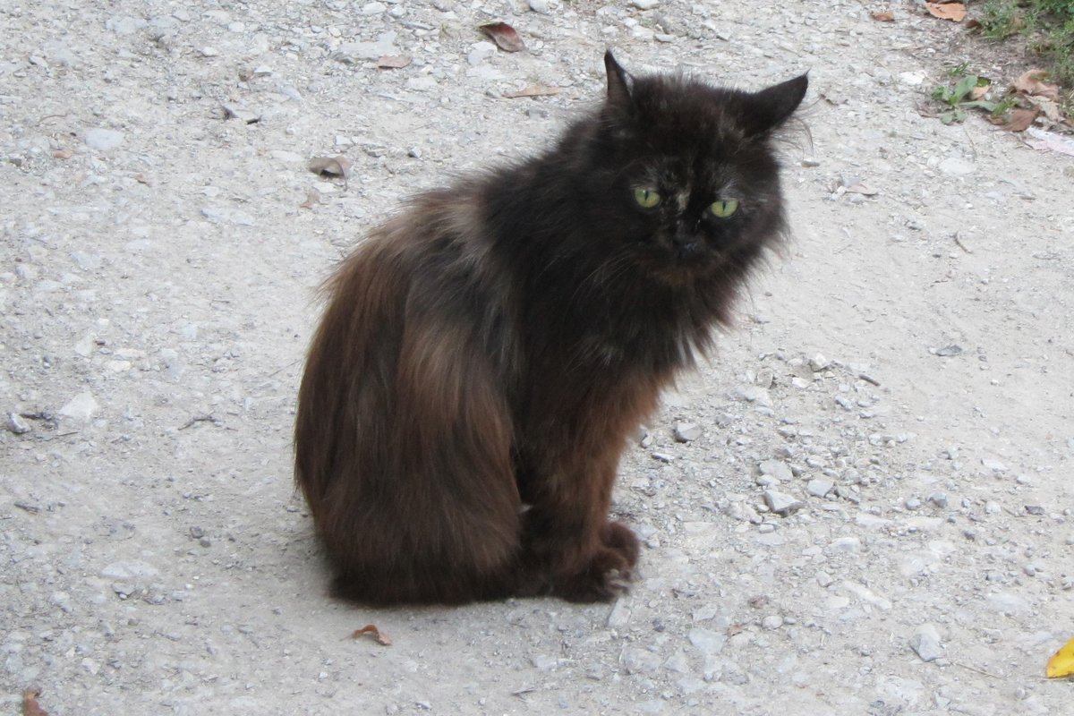 Пушистый черный кот Левчик, фото добрейшего кота - wallpapers cats
