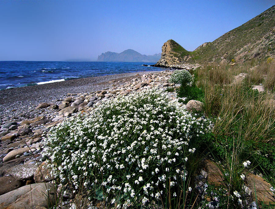 весенний берег наполнен цветами - viton 
