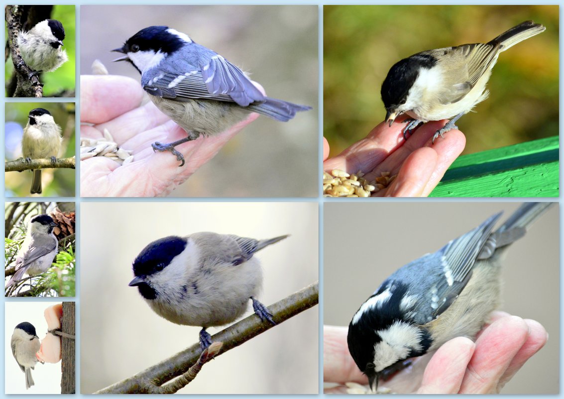 Опознать птицу по фото онлайн бесплатно без регистрации и смс
