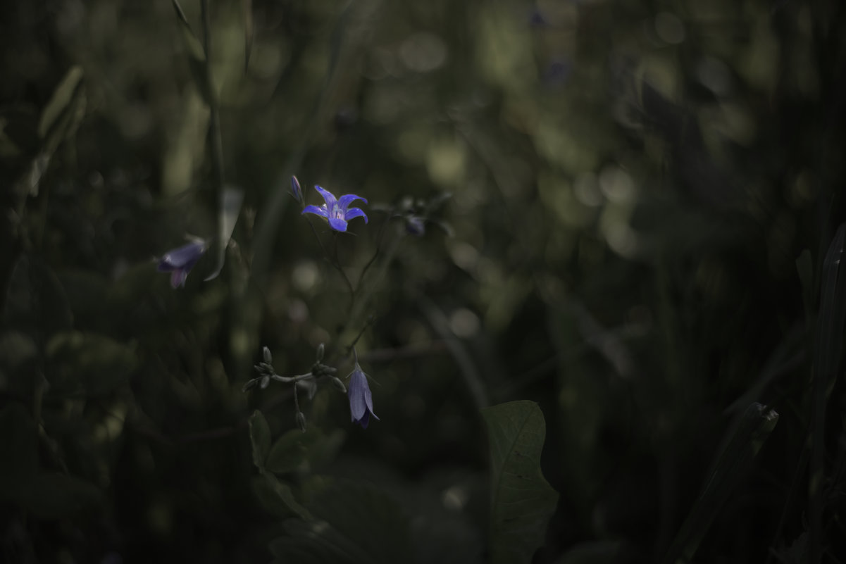 Цветок в огороде - Николай Алексеев
